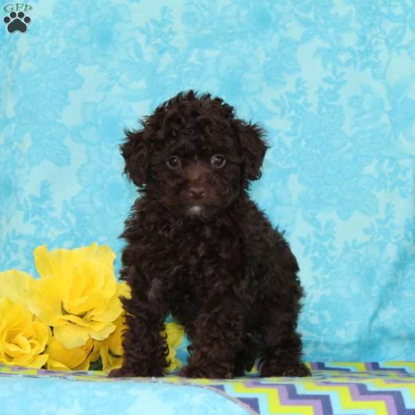 Donald, Toy Poodle Puppy